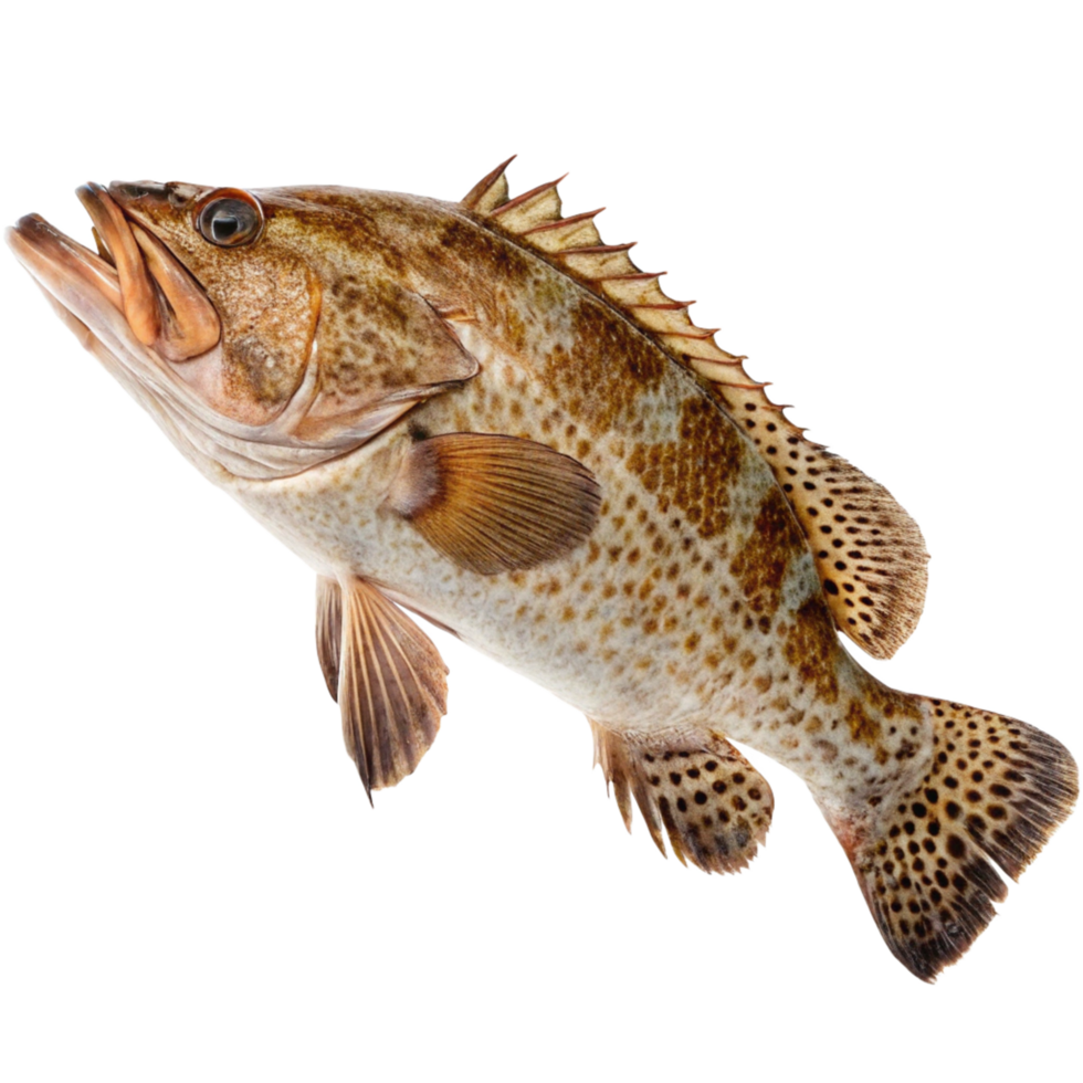 Closeup of a Spotted Grunt Fish Against a Black Background png