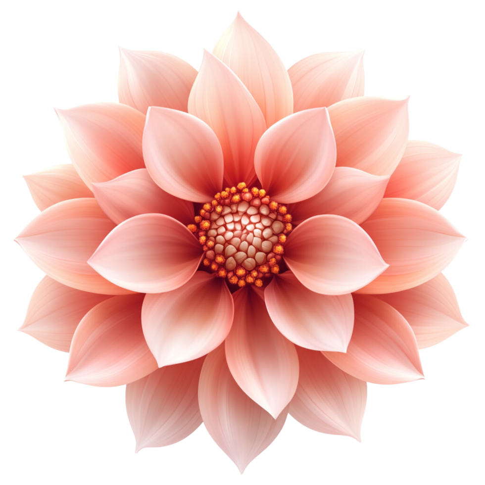 A beautiful Dahlia flower top view isolated on a transparent background png