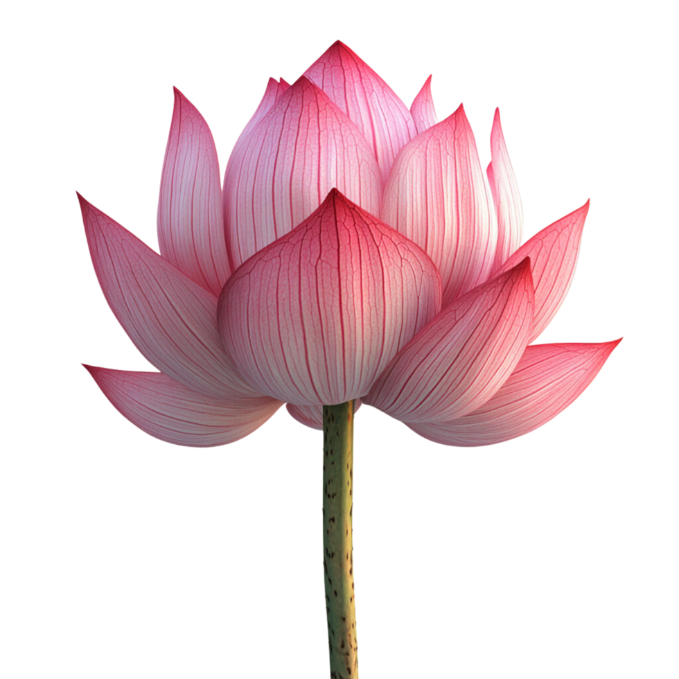 A beautiful lotus flower 3d Clipart isolated on a transparent background png