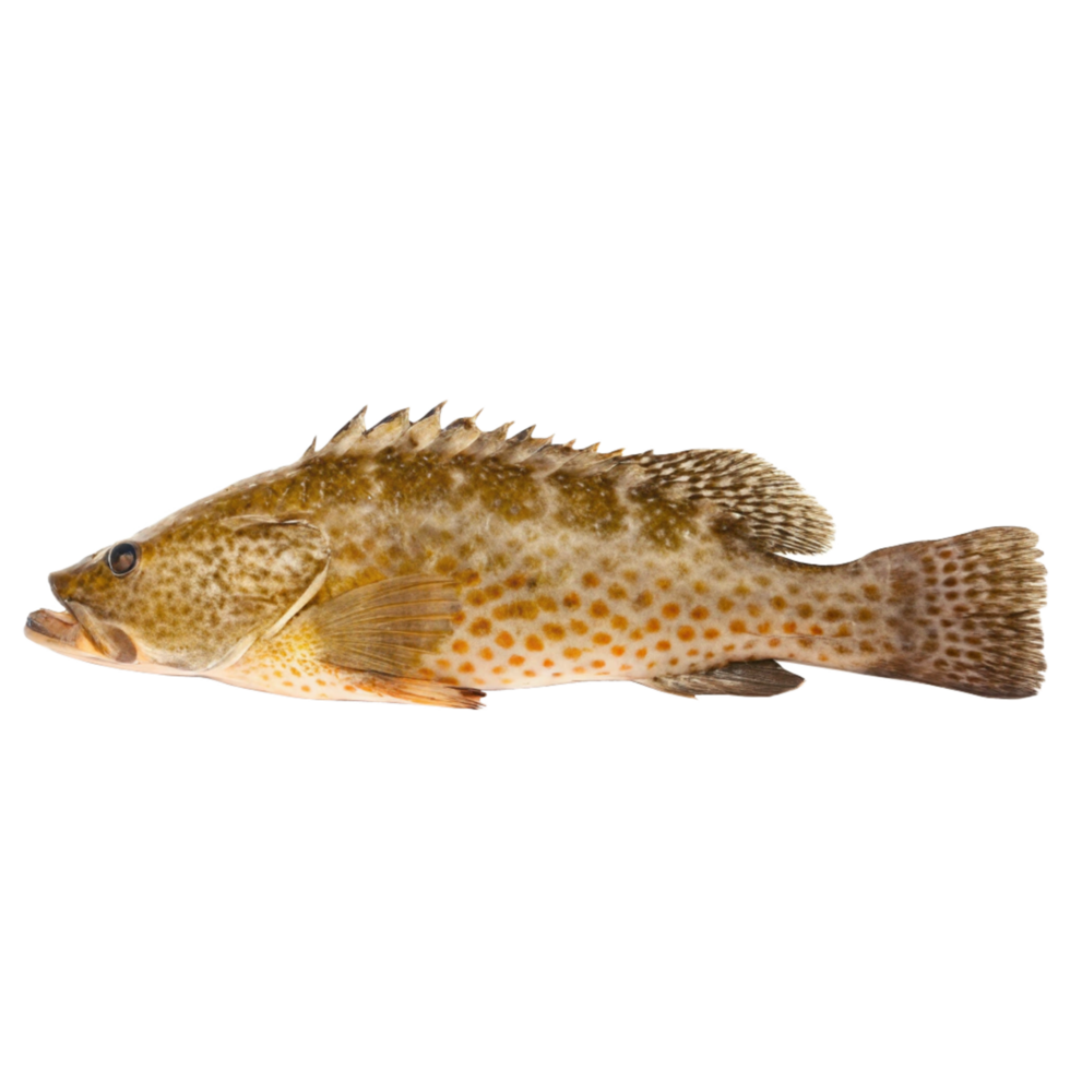 A Detailed Profile of a Spotted Estuary Cod Fish Against a Black Background png