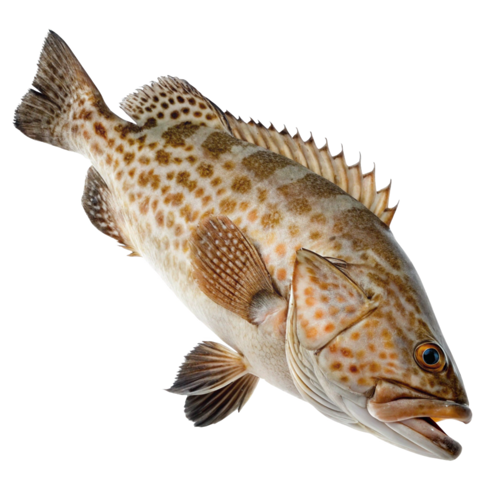 Closeup of a Spotted Grunt Fish on Black Background Aquatic Animal png