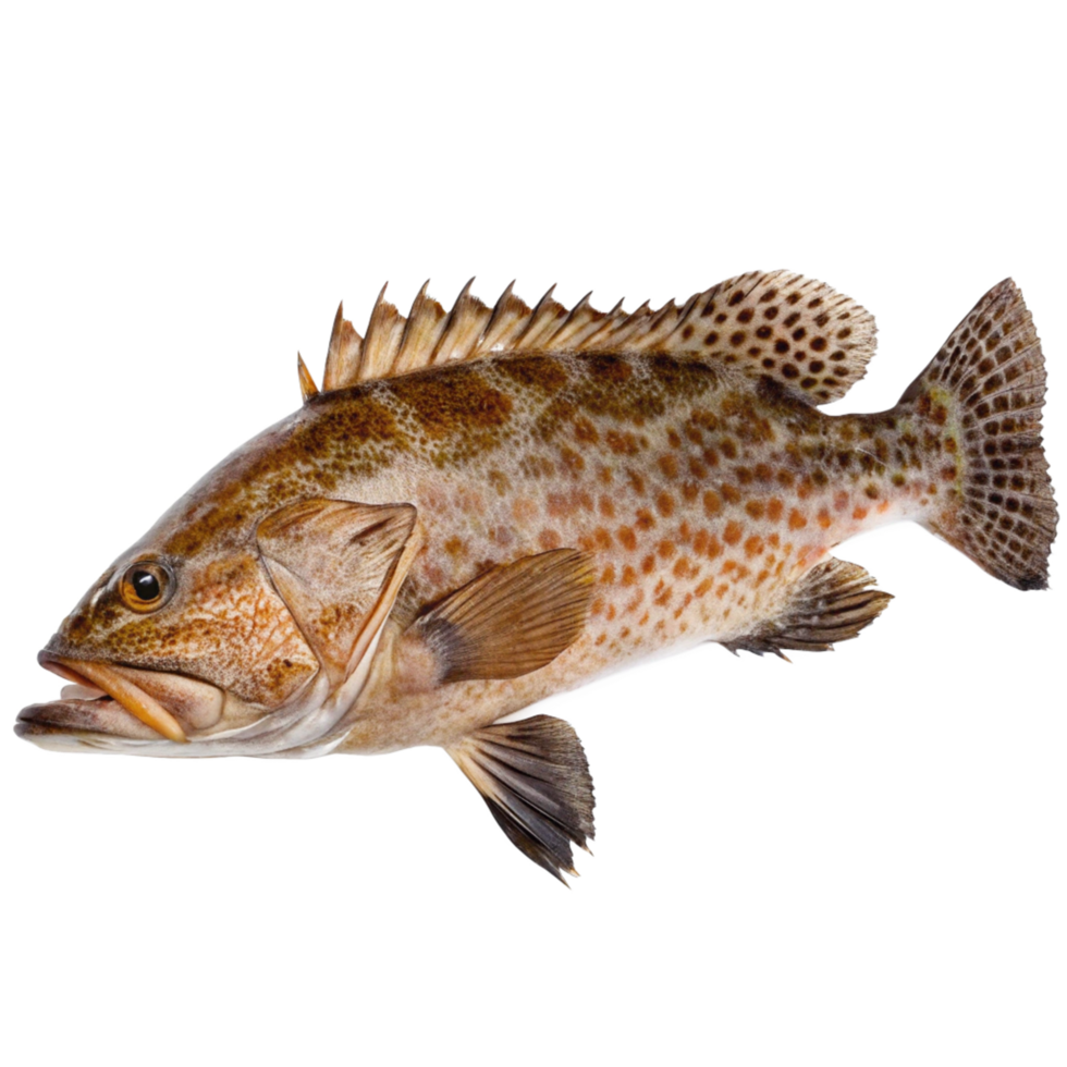 A Detailed Closeup of a Spotted Coral Grouper Fish Against a Black Background png