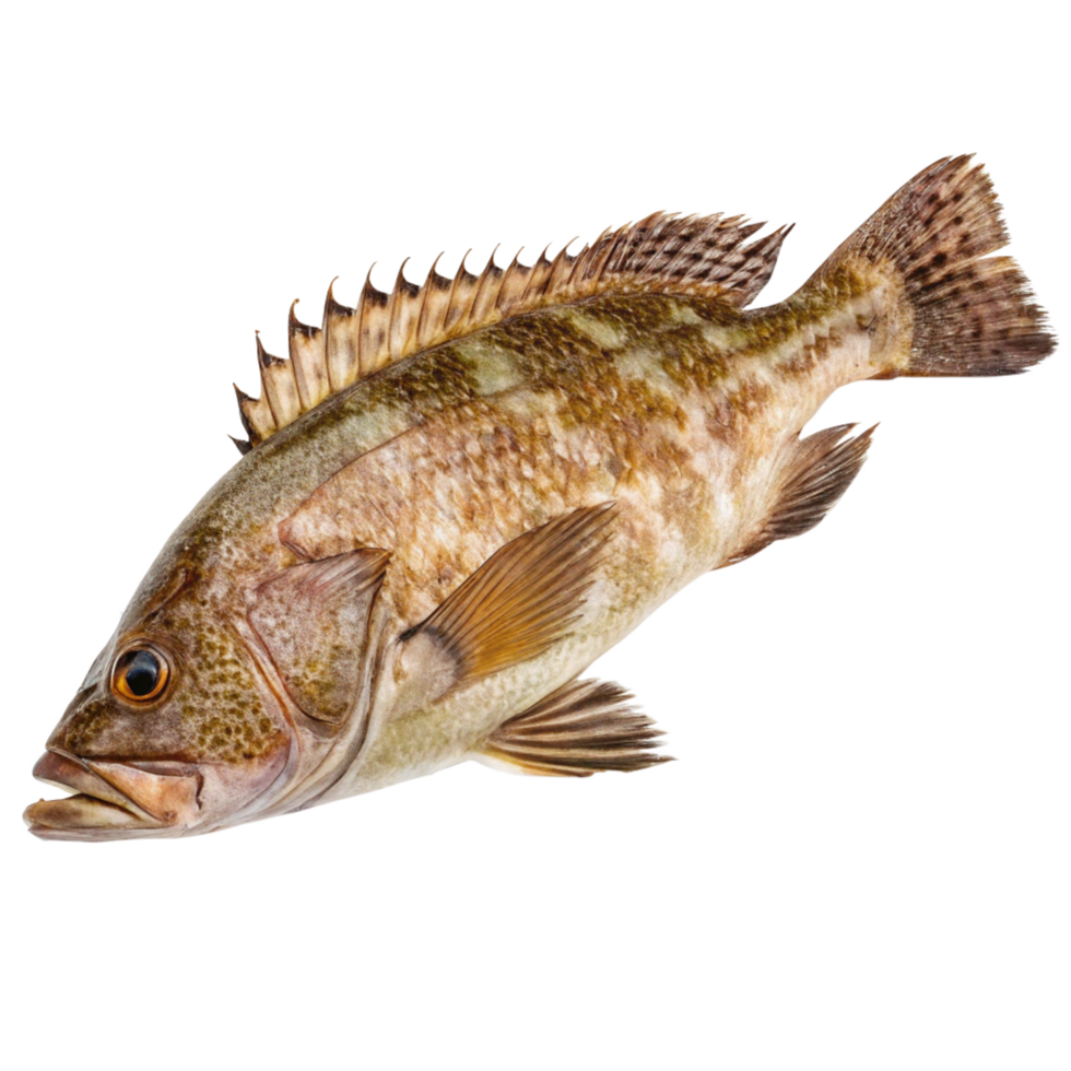 Closeup of a Robust Brown Fish with Spiked Dorsal Fin and Mottled Skin png