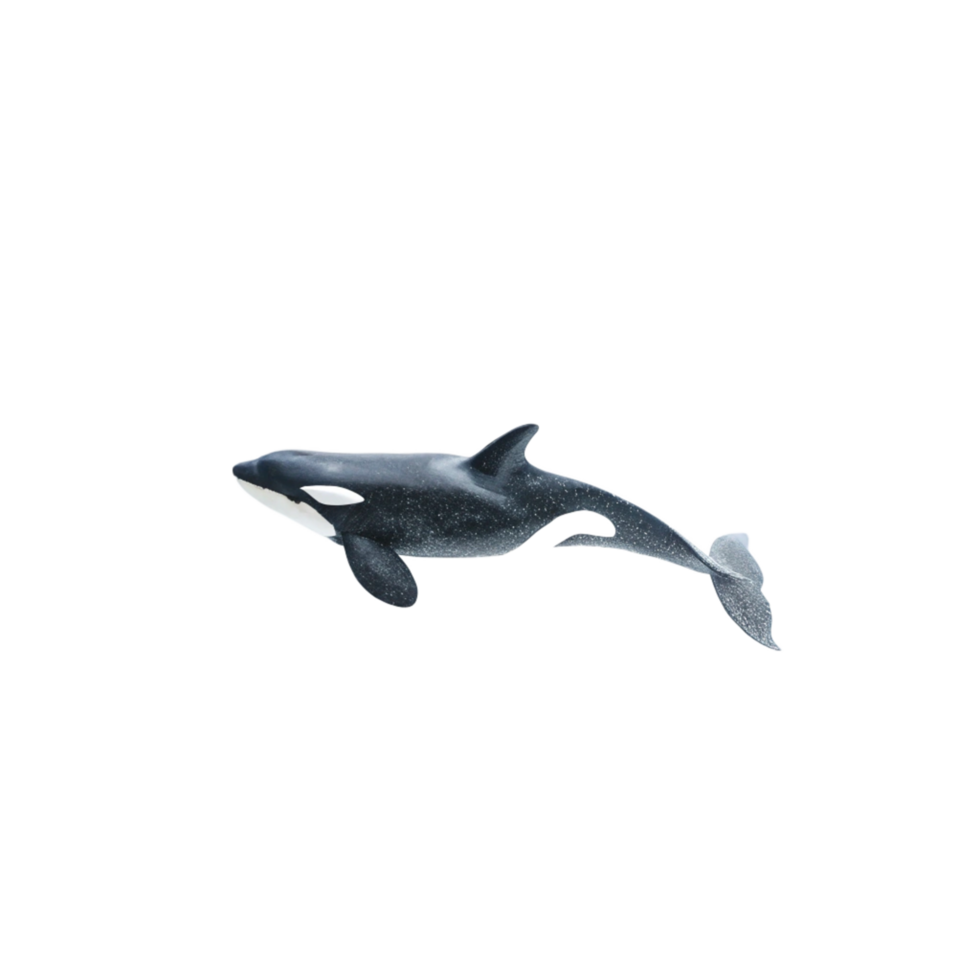 Stunning Image of a Killer Whale Swimming in the Ocean Depths png