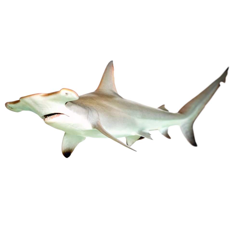 Great Hammerhead Shark Swimming in the Ocean Depths png