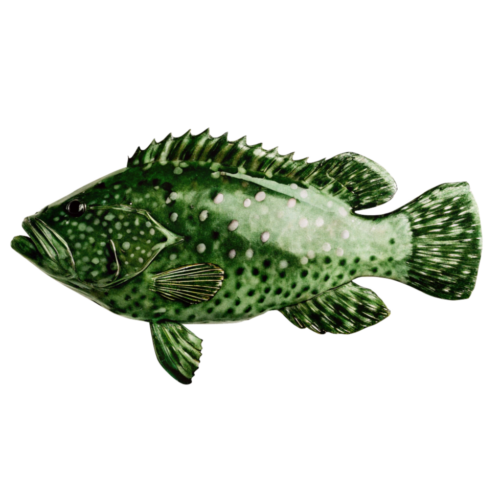 A Detailed Closeup of a Green Spotted Grouper Fish Specimen png