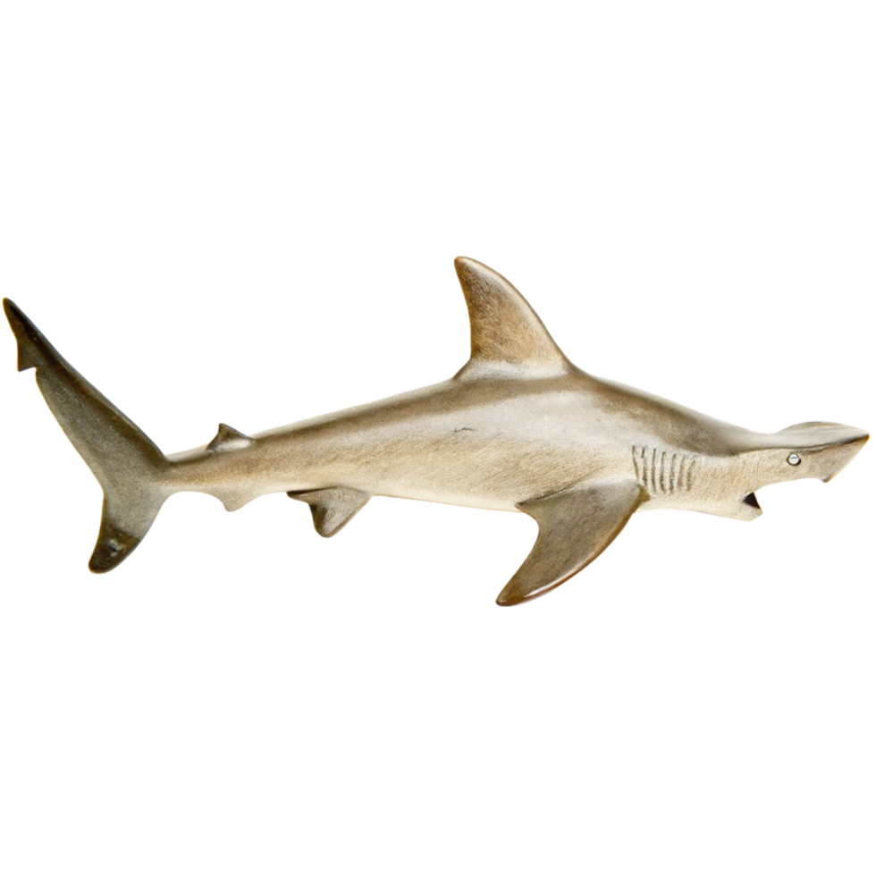 Detailed Closeup of a Sandbar Shark Specimen in Profile View png