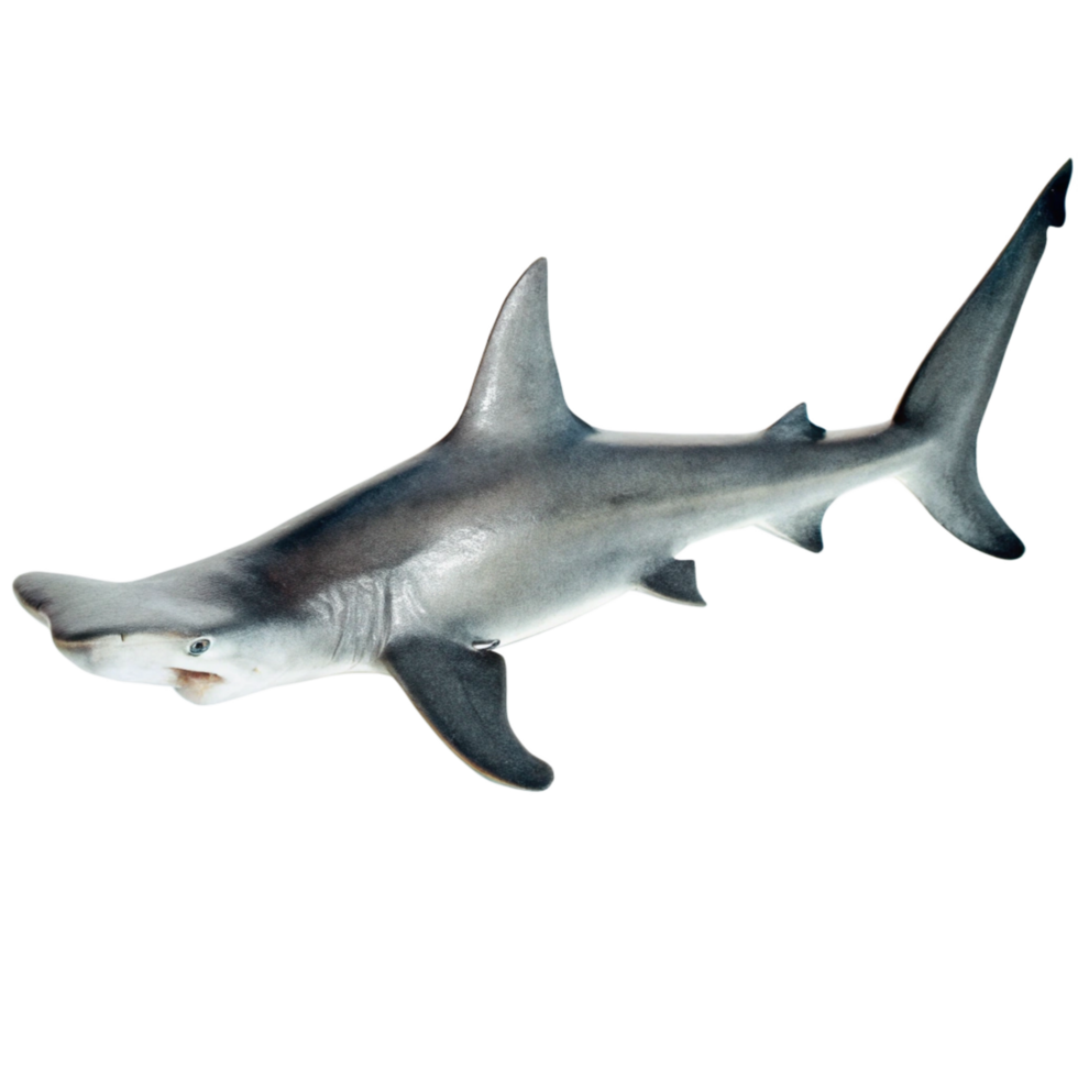 Stunning Closeup of a Hammerhead Shark Against a Black Background png