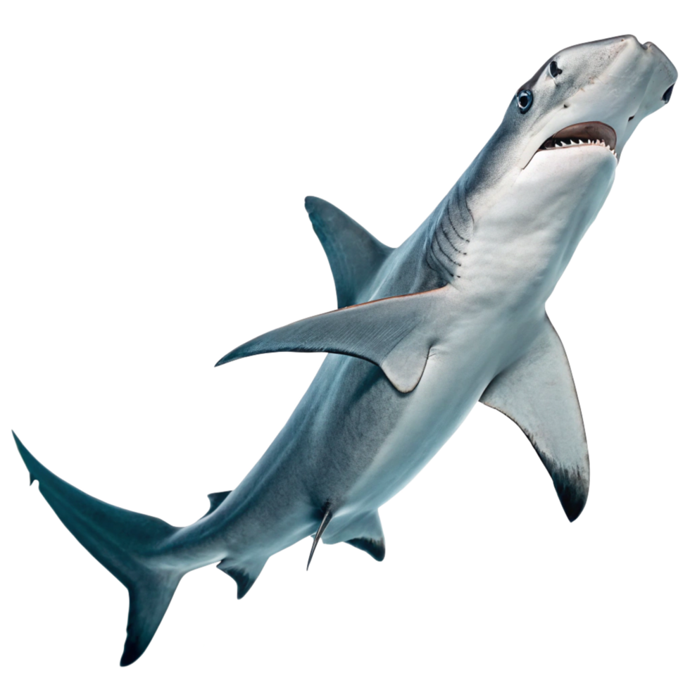 A Majestic Hammerhead Shark Swimming in the Ocean Depths png
