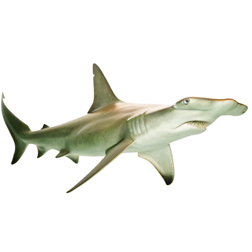 A Great Hammerhead Shark Swimming in the Ocean Depths png