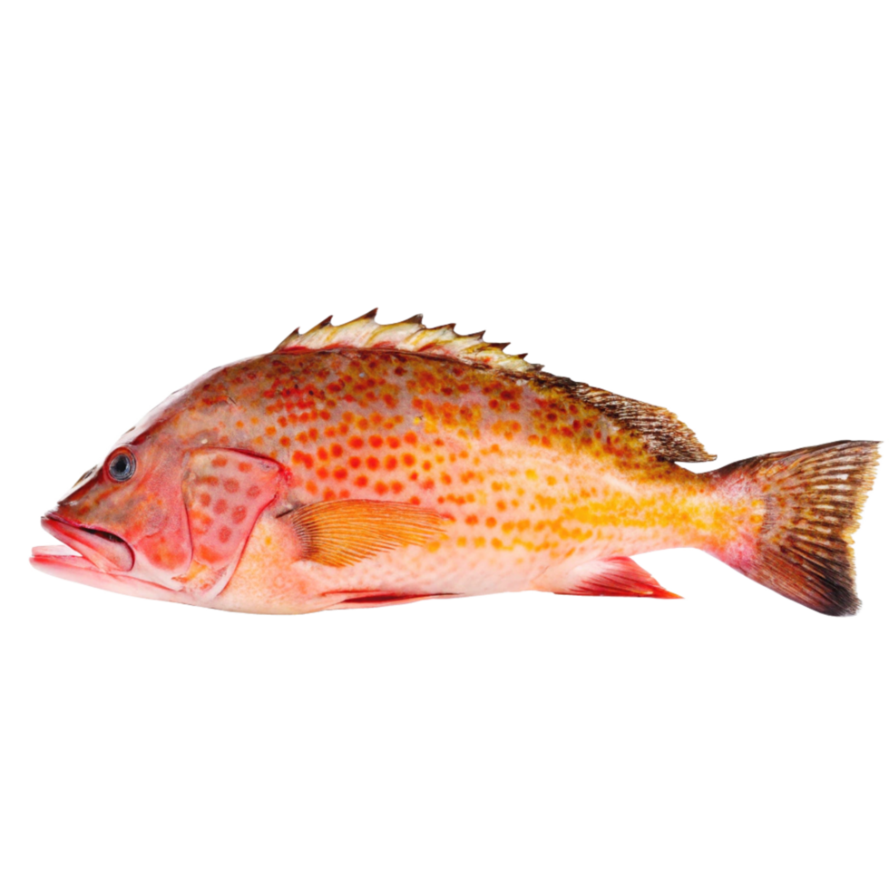 Closeup of a vibrant red and orange fish on a black background png