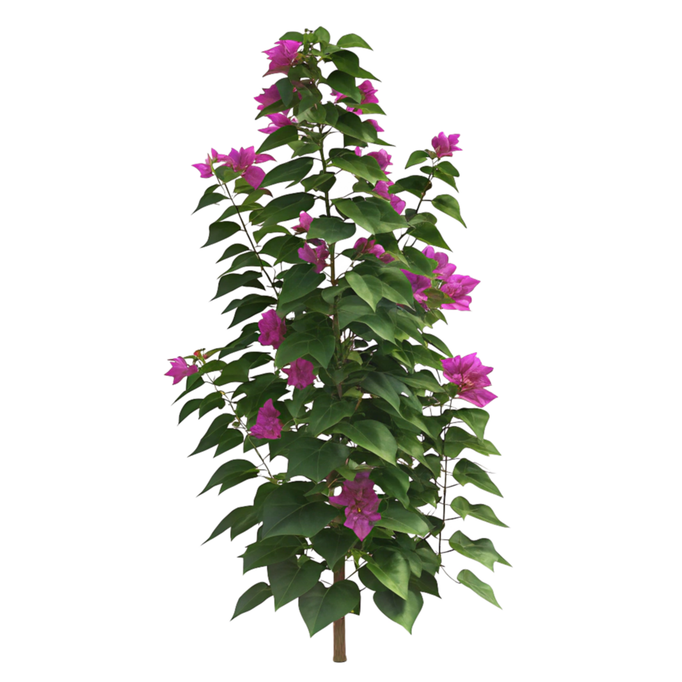 Stunning Purple Bougainvillea Plant with Lush Green Leaves png