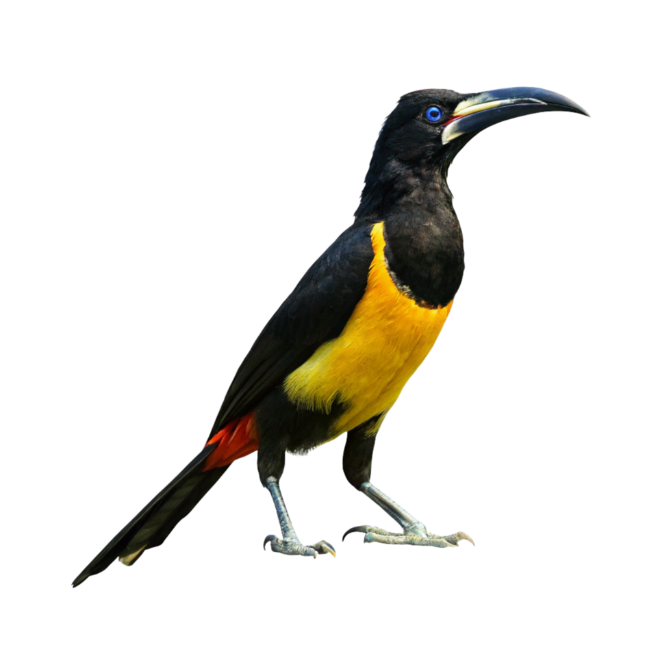 Stunning Image of a Collared Aracari with Vibrant Yellow and Black Plumage png