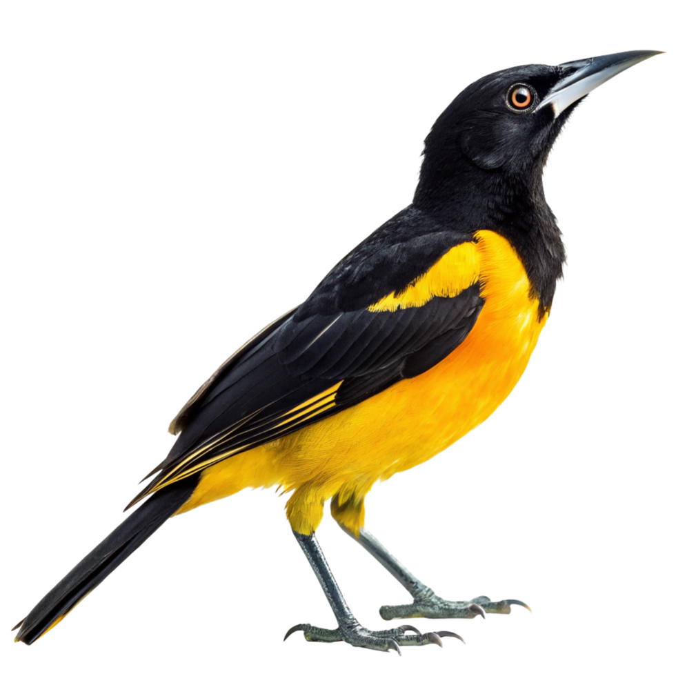 Spectacular Closeup of a Montezuma Oropendola Bird Against a Black Background png