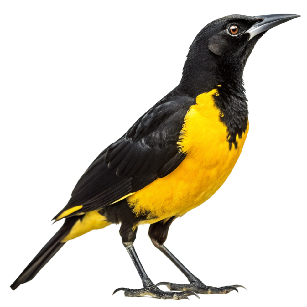 Stunning Closeup of a Montezuma Oropendola Bird with Vibrant Yellow and Black Plumage png