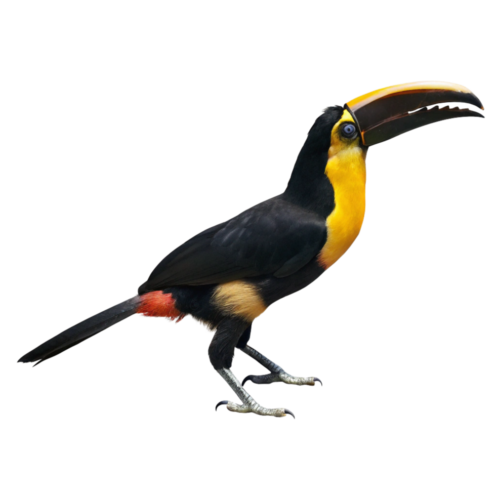 A Stunning Closeup of a Yellowthroated Toucan Against a Black Background png
