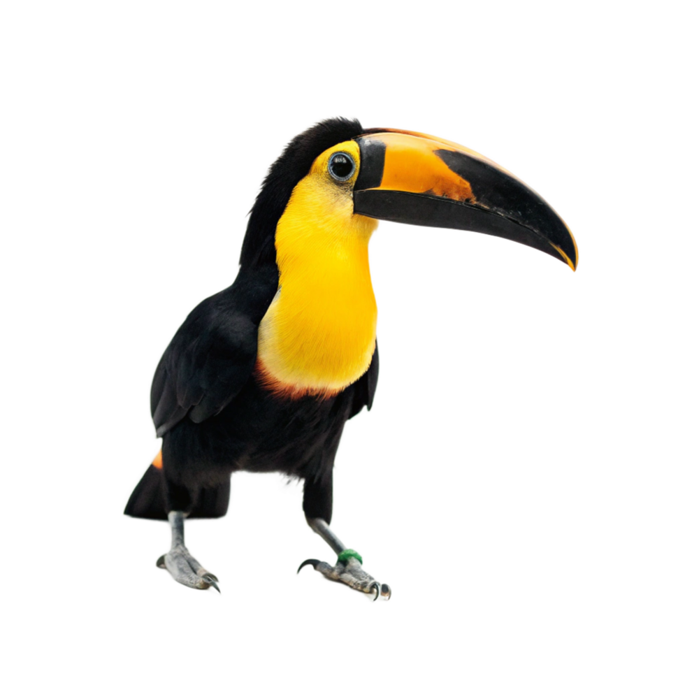 A Vibrant YellowThroated Toucan with a Striking Black and Orange Beak png