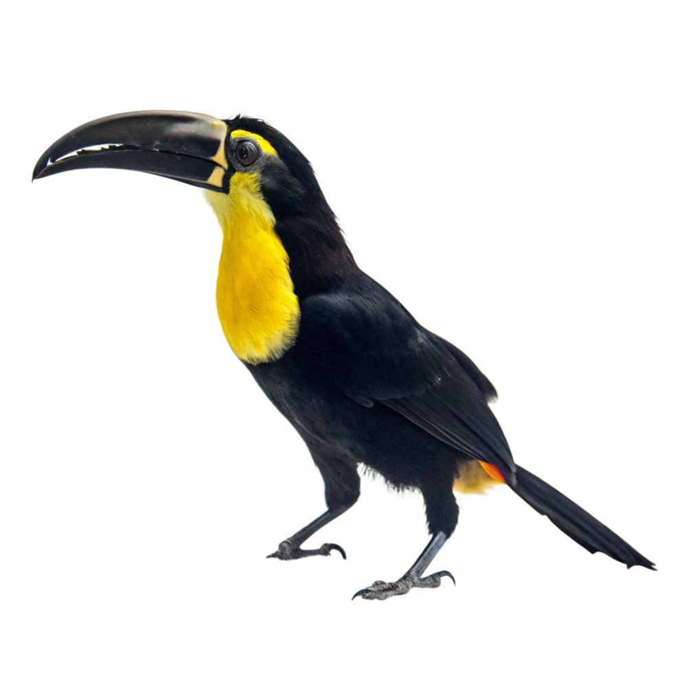 A Stunning Closeup of a Collared Aracari Toucan Bird Against a Black Background png
