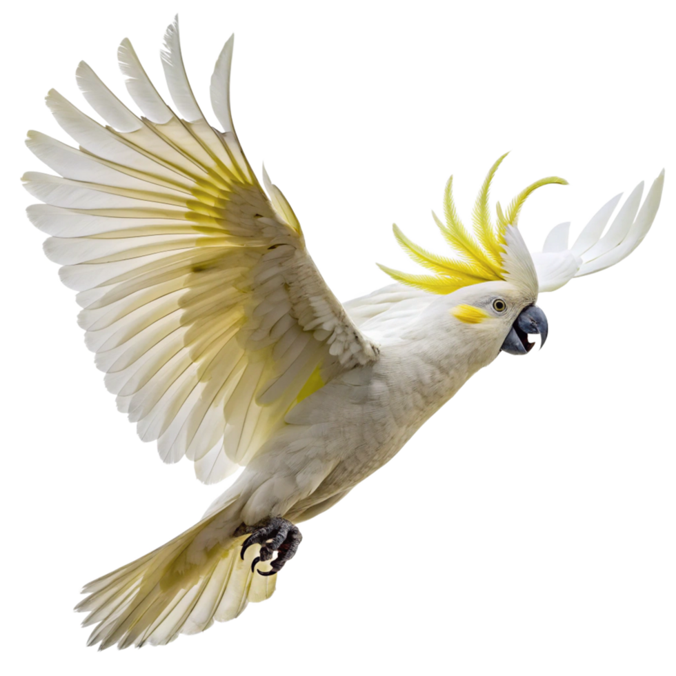 Majestic Sulphurcrested Cockatoo in Flight Against Black Background A Stunning Avian Portrait png