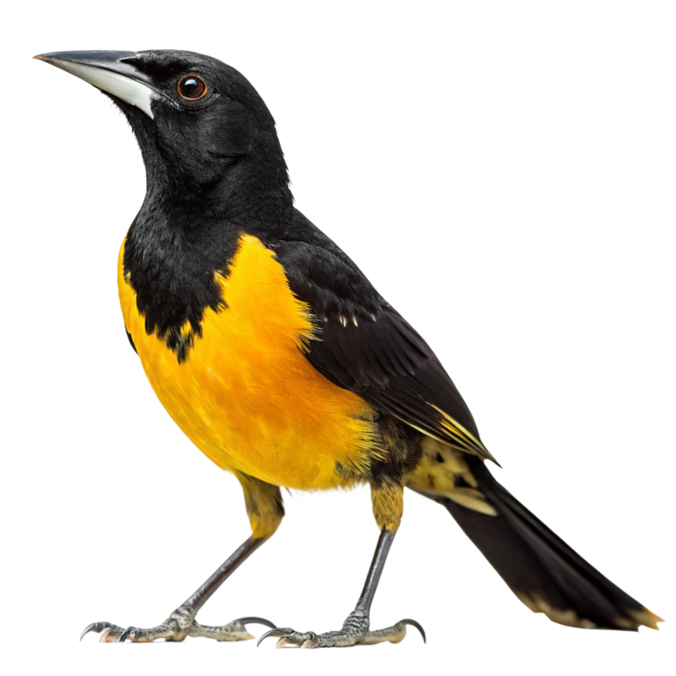 Spectacular Closeup of a Montezuma Oropendola Bird with Vibrant Yellow and Black Plumage png