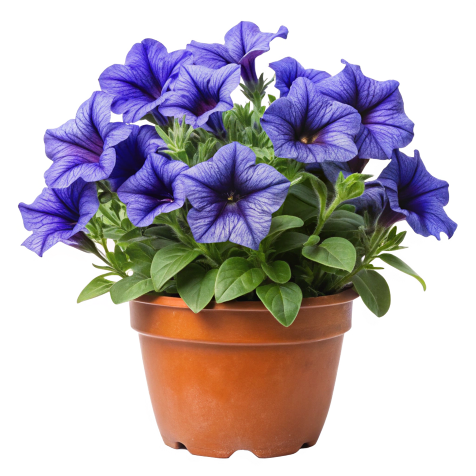 Vibrant Purple Petunias in a Terracotta Pot A Stunning Display of Blooms png