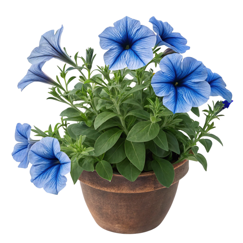 Stunning Blue Petunias in a Rustic Brown Pot Vibrant Blooms in Full Flower png