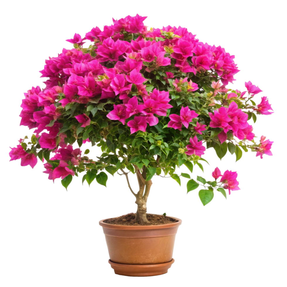 Pink Bougainvillea Bonsai Tree Terracotta Pot png