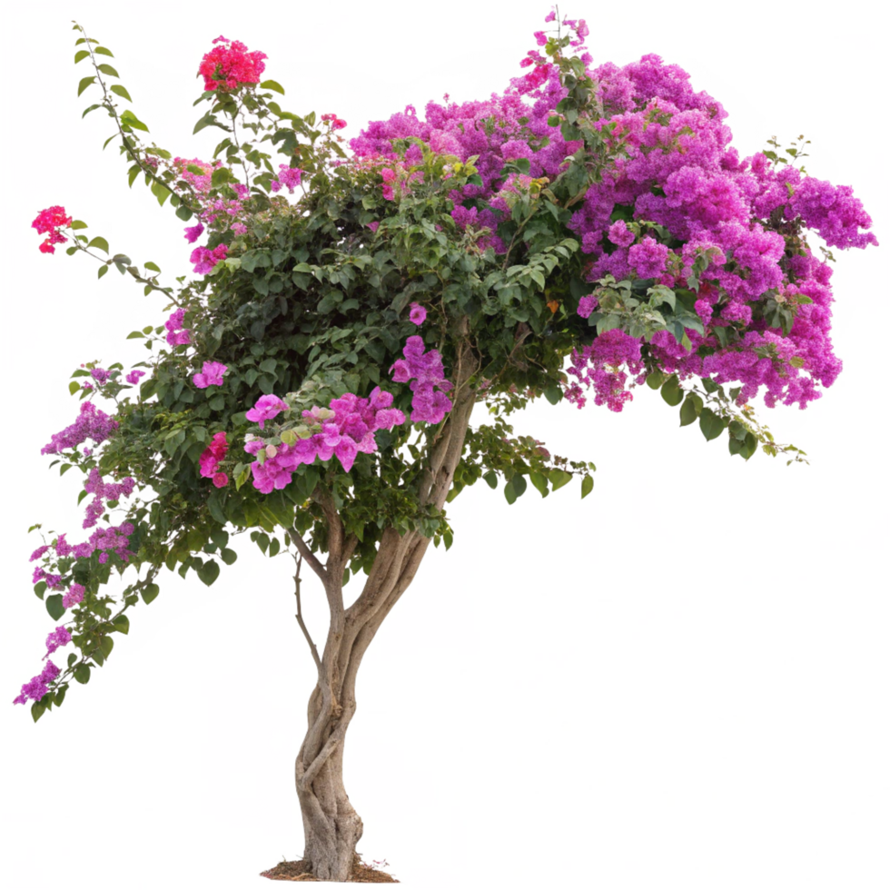 A Vibrant Bougainvillea Tree in Full Bloom Outdoors with a Unique Trunk png