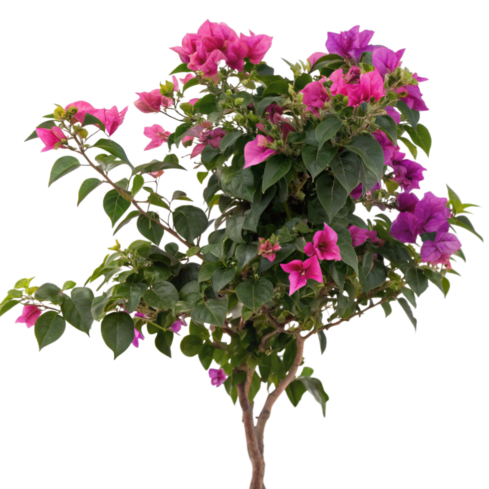 Vibrant Pink and Purple Bougainvillea Bush in Full Bloom A Stunning Display of Tropical Flowers png