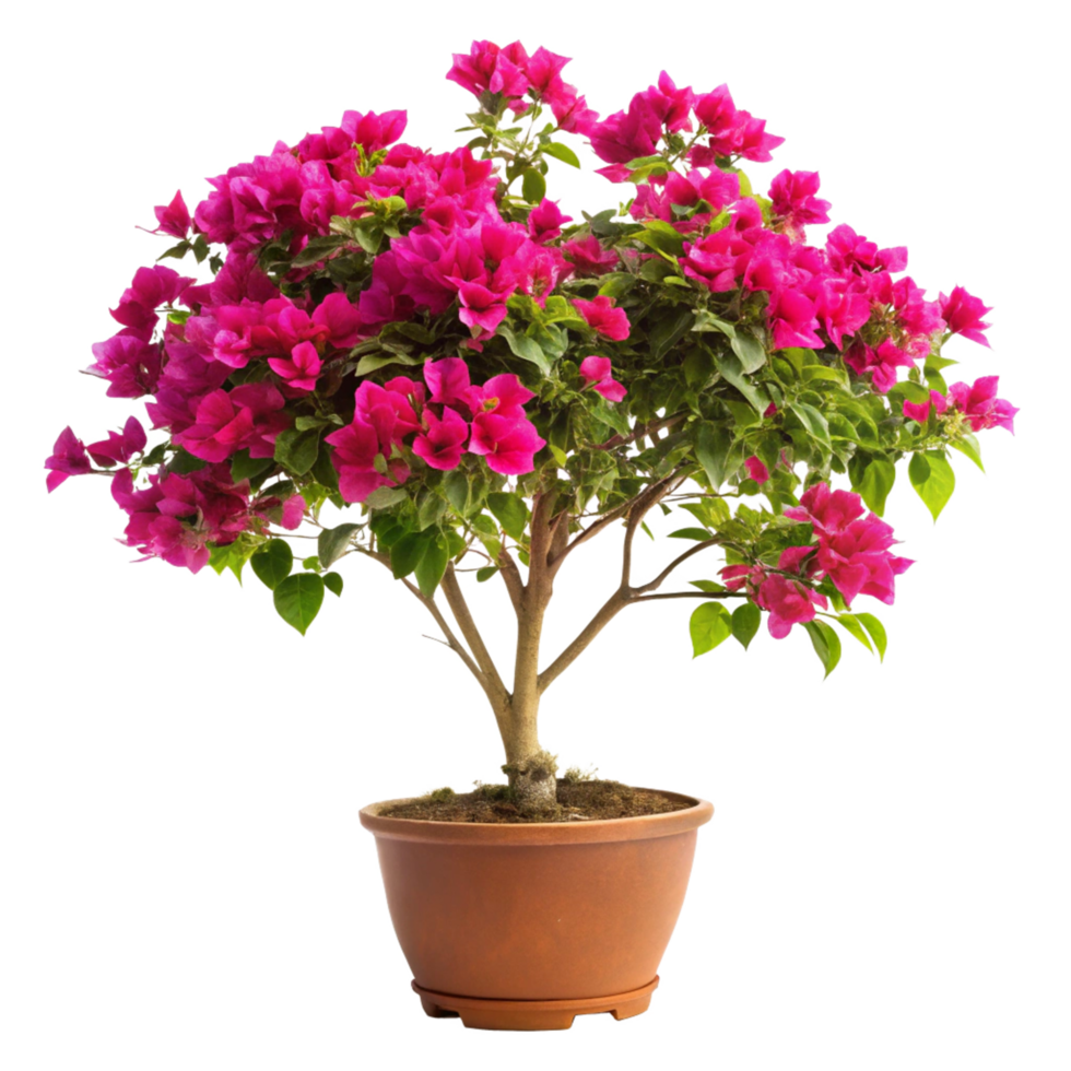 Pink Bougainvillea Bonsai Tree in Terracotta Pot png