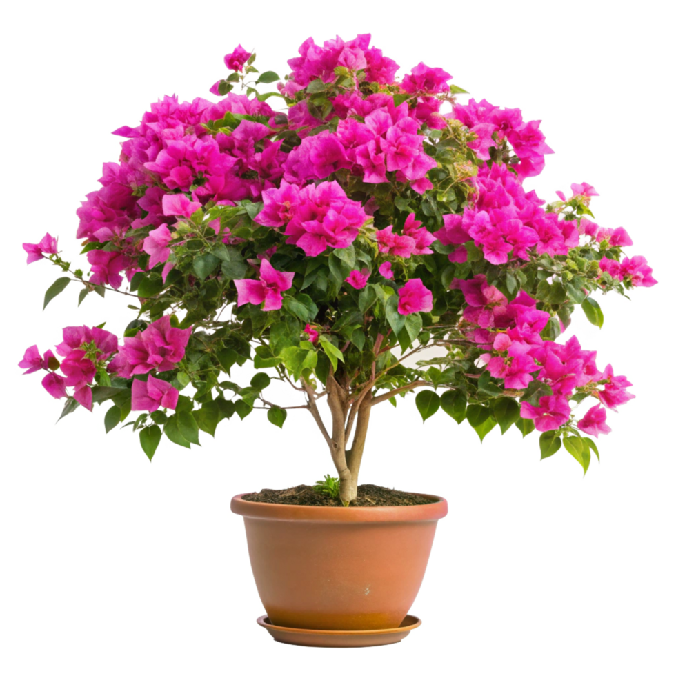 Vibrant Pink Bougainvillea Plant in a Terracotta Pot png