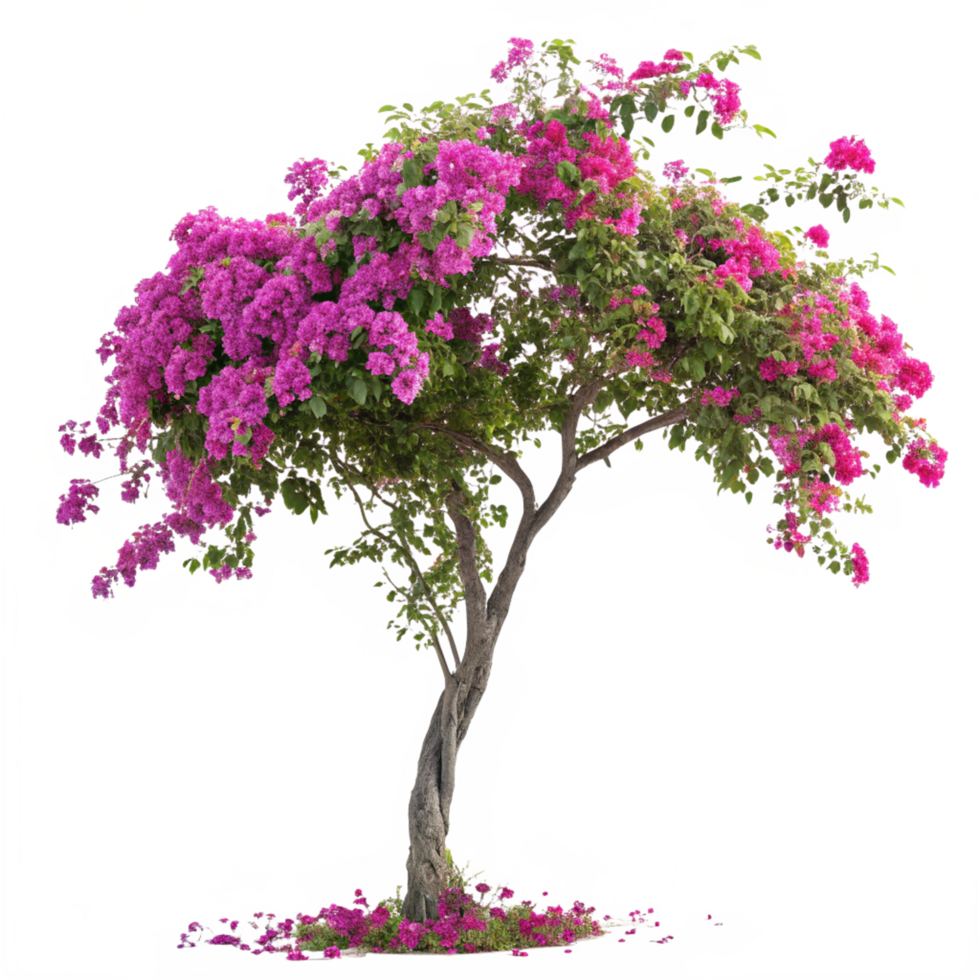 A Stunning Pink Bougainvillea Tree in Full Bloom Isolated on Black Background png