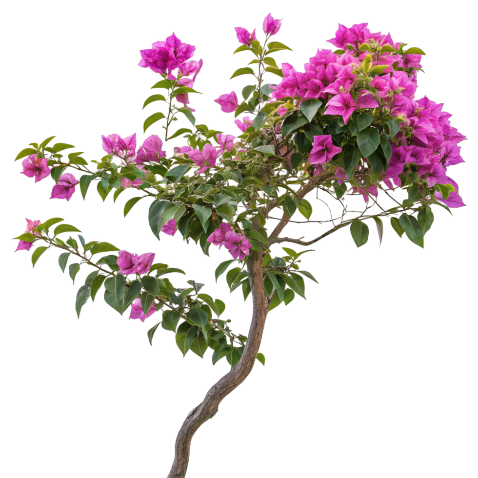Stunning Pink Bougainvillea Bush Isolated on Black Background A Vibrant Display of Tropical Flowers png