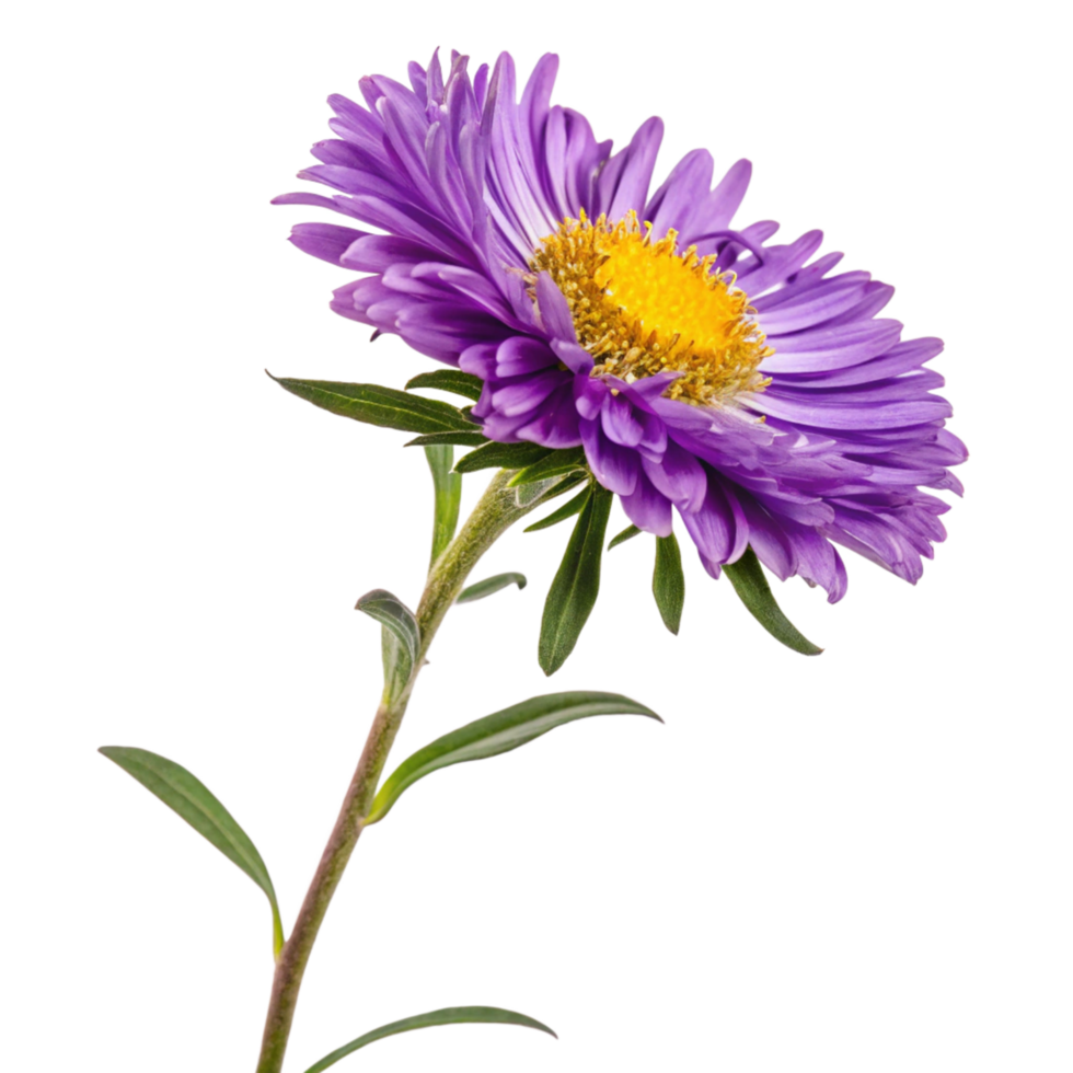 Single Purple Aster Flower with Green Stem and Leaves on Black Background png