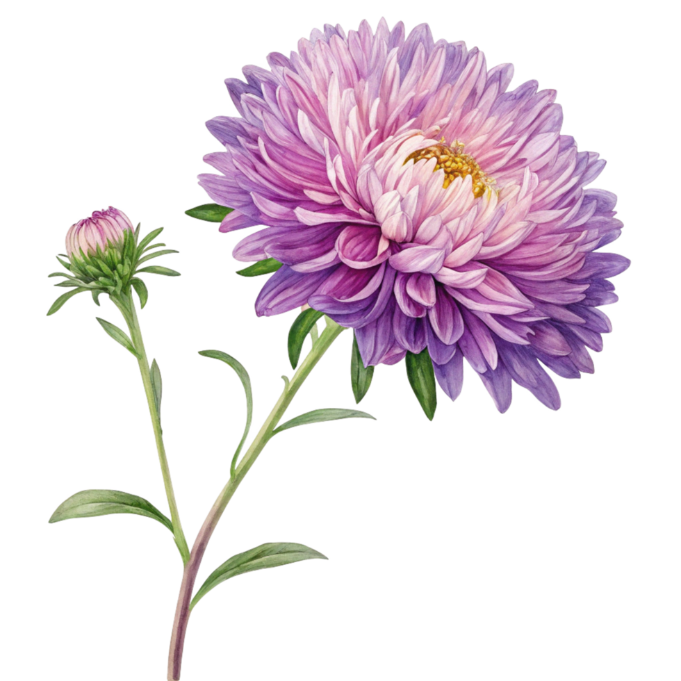Watercolor painting of a beautiful purple aster flower with a bud png