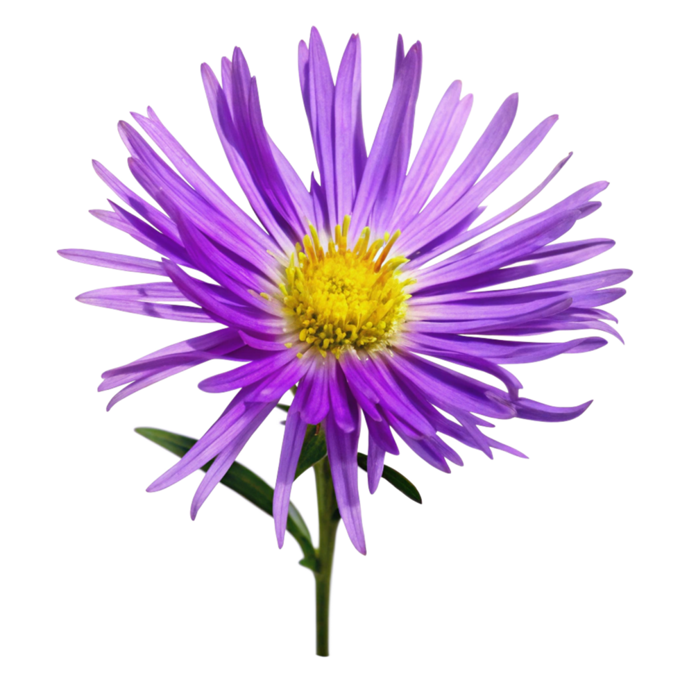 Closeup of a vibrant purple aster flower with a bright yellow center on a black background png