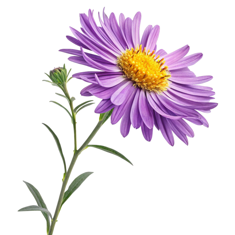 A Single Purple Aster Flower with a Bud on a Black Background png