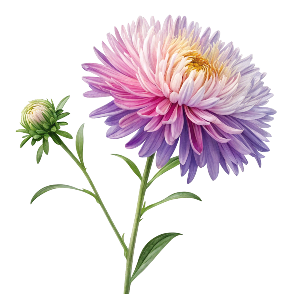 Stunning Closeup of a Pink and Purple Aster Flower with Bud png