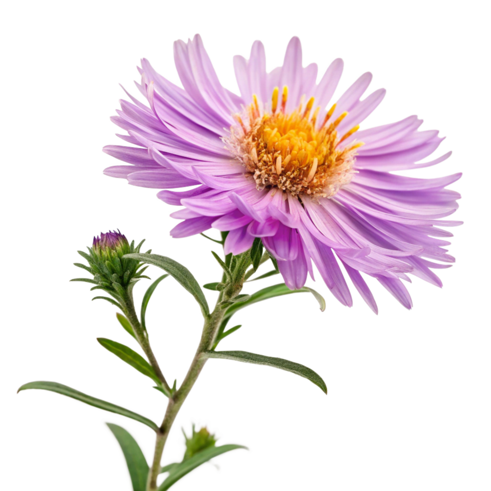 Closeup of a Single Purple Aster Flower with Bud and Stem png