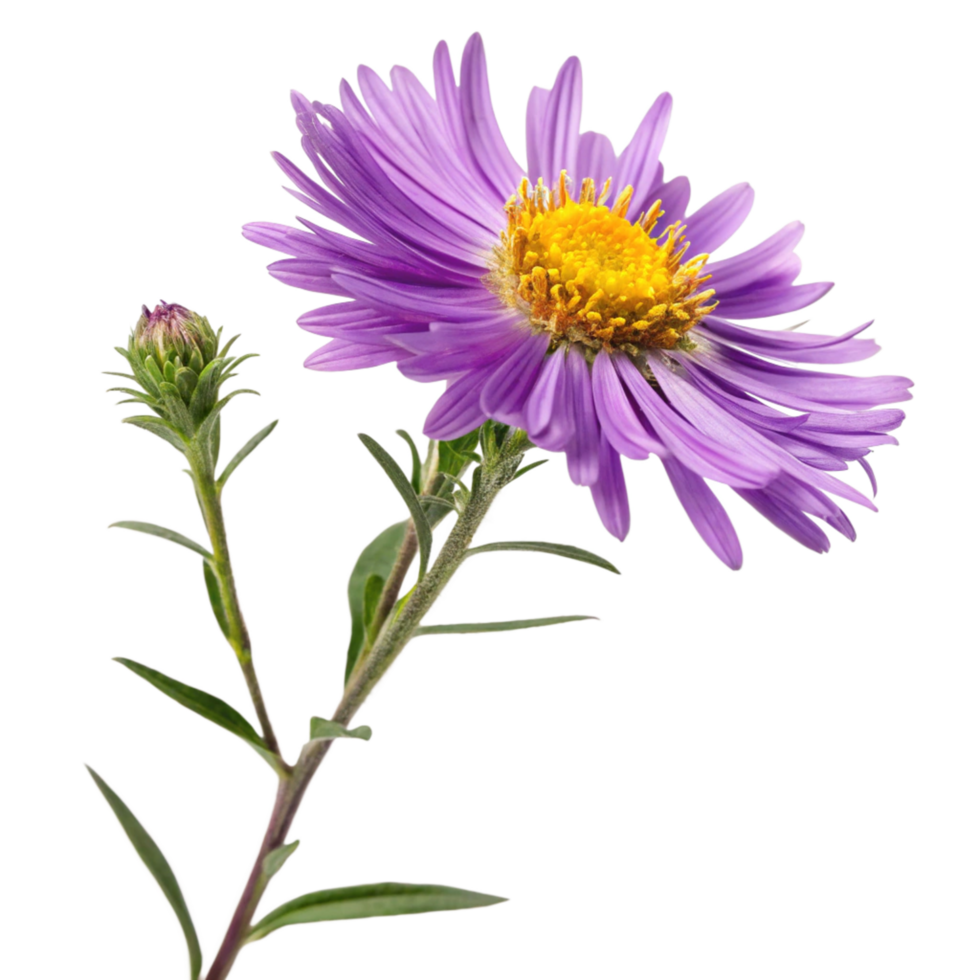 Closeup of a Single Purple Aster Flower with Bud and Stem Against Black Background png
