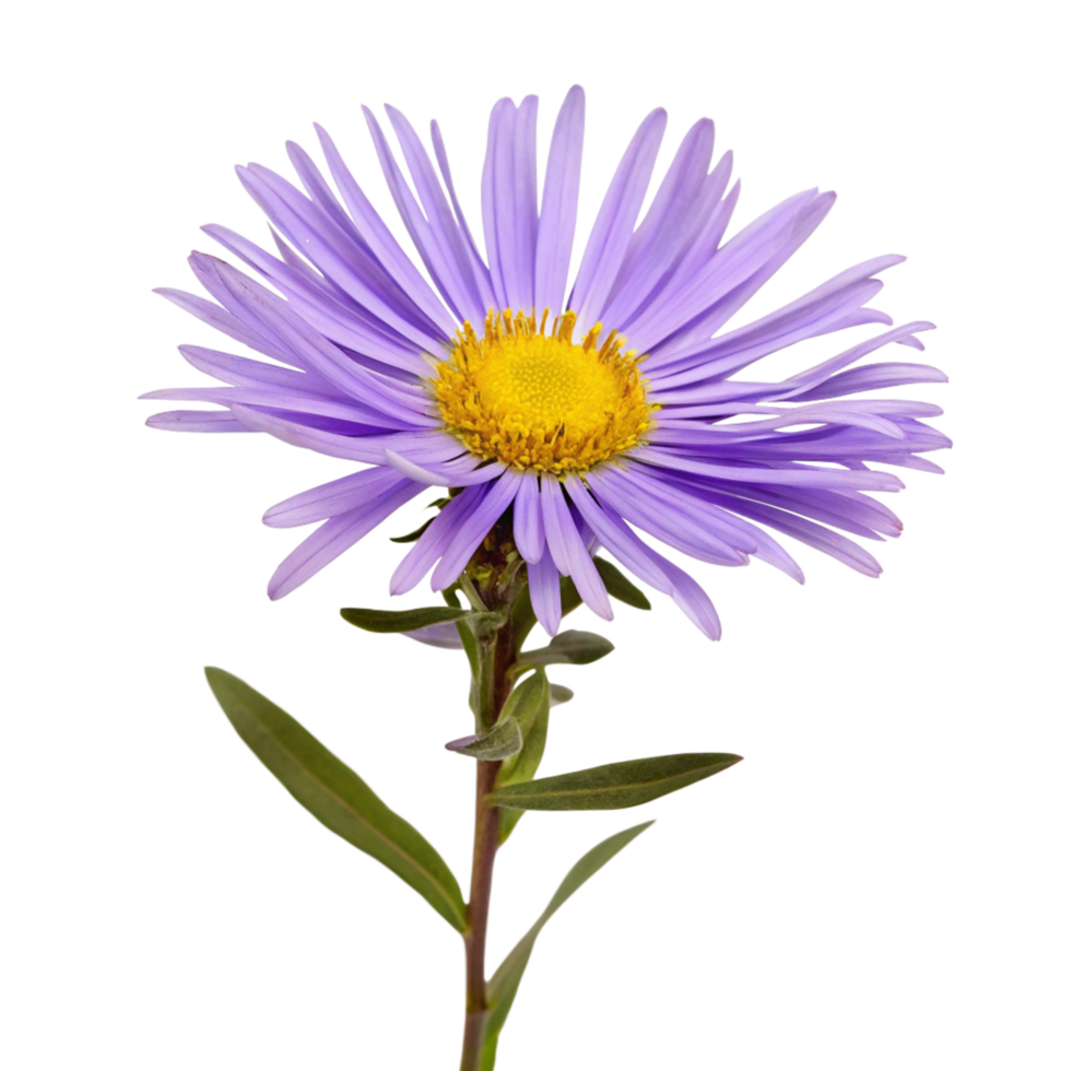 Closeup of a single light purple aster flower with yellow center and green leaves on a black background png