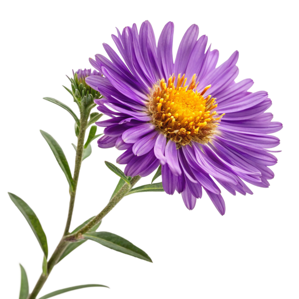 Closeup of a Single Purple Aster Flower with Bud and Stem on Black Background png