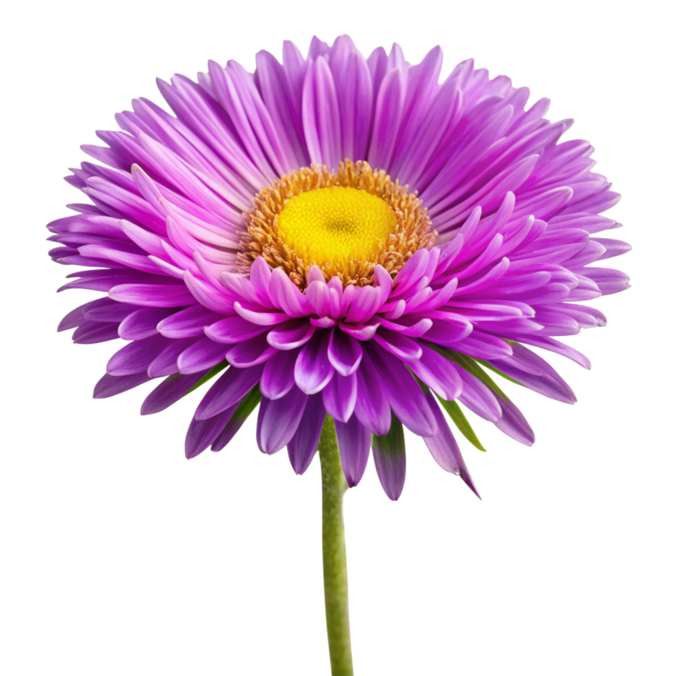 Closeup of a vibrant purple aster flower with a bright yellow center against a black background png