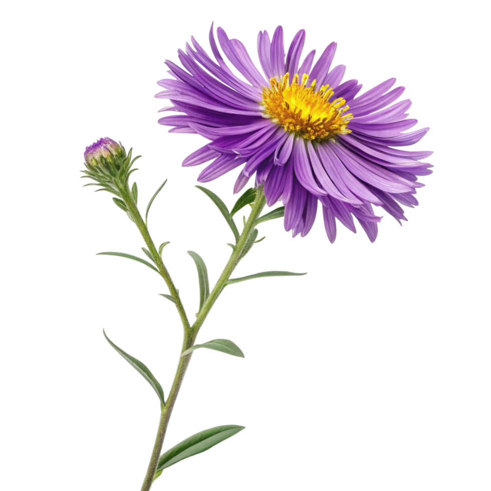 Closeup of a single purple aster flower with a bud on a black background png