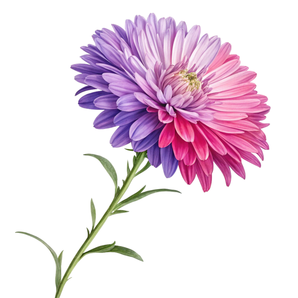 Closeup of a Stunning TwoToned Purple and Pink Aster Flower with Green Stem and Leaves png