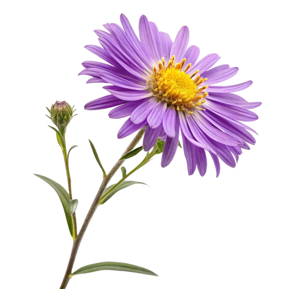 Stunning Closeup of a Single Purple Aster Flower with Bud png