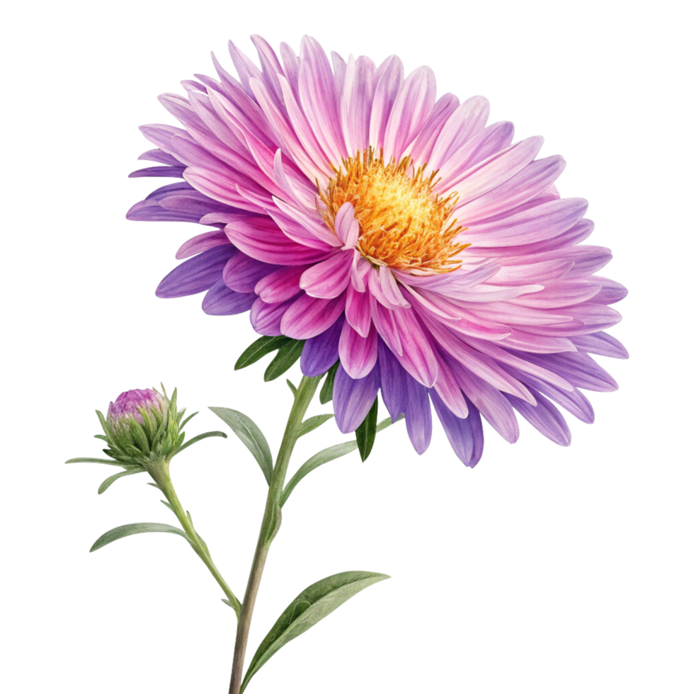 Stunning Closeup of a Single Purple and Pink Aster Flower with Bud png