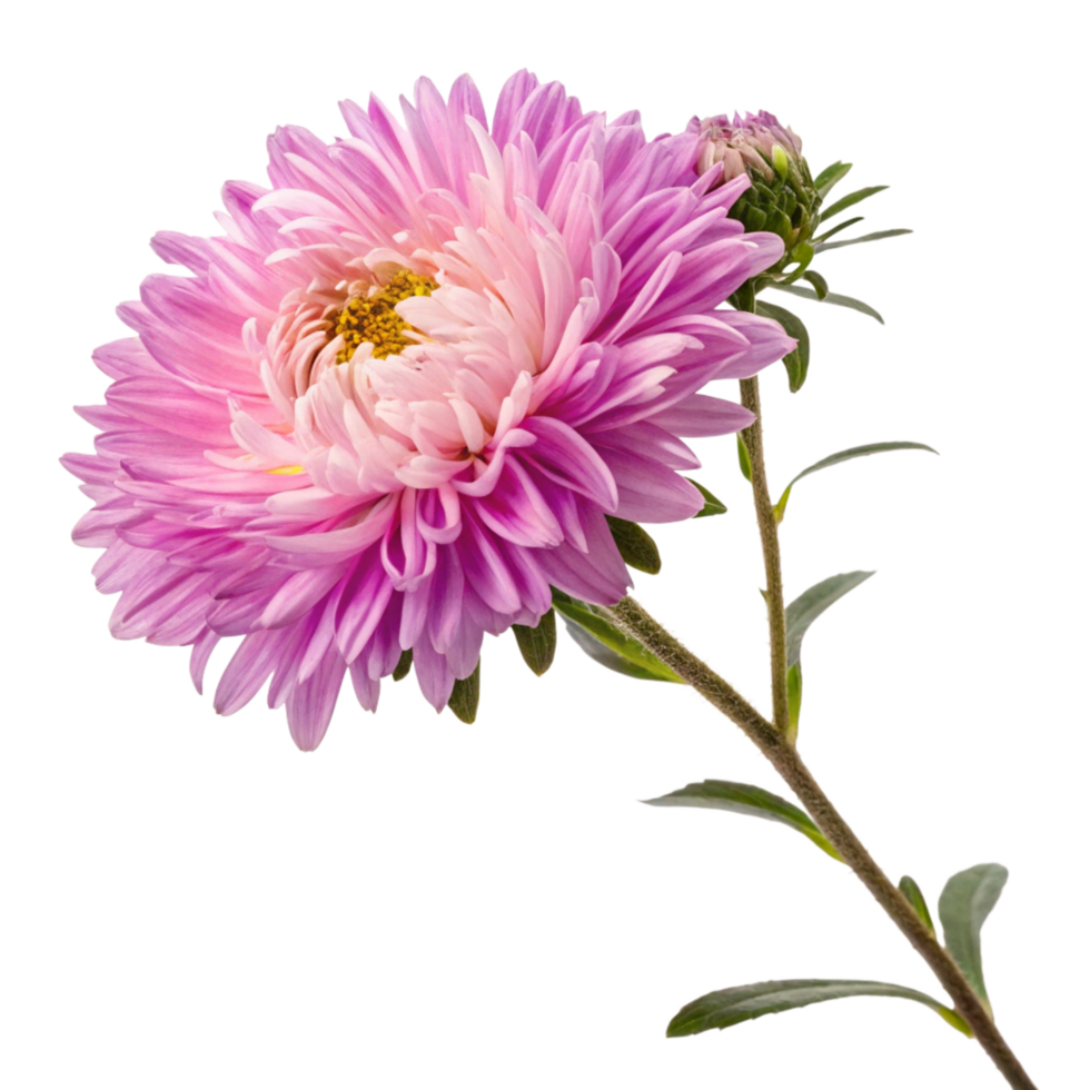 Closeup of a Single Pink China Aster Flower with Bud on Black Background png