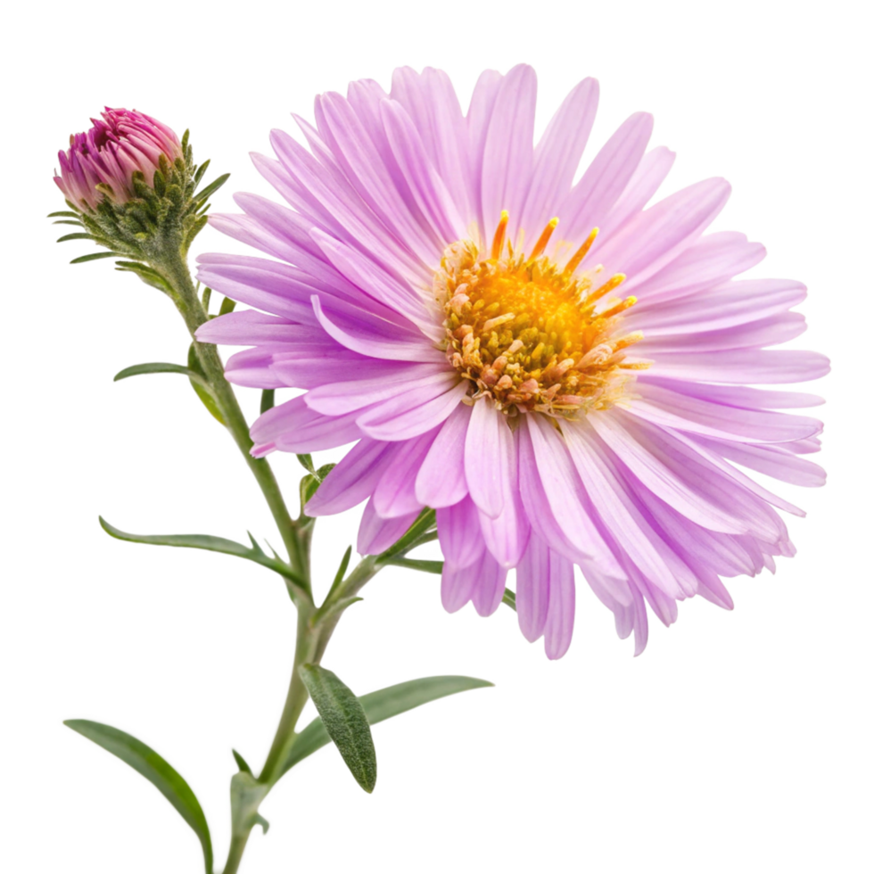 Closeup of a Beautiful Light Purple Aster Flower with a Bud png