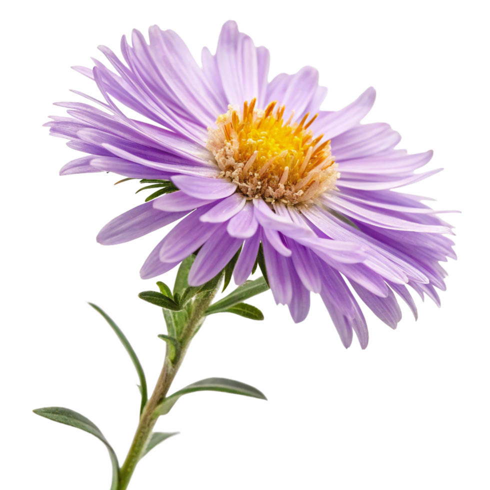 Closeup of a Delicate Light Purple Aster Flower with Yellow Center and Green Stem on Black Background png